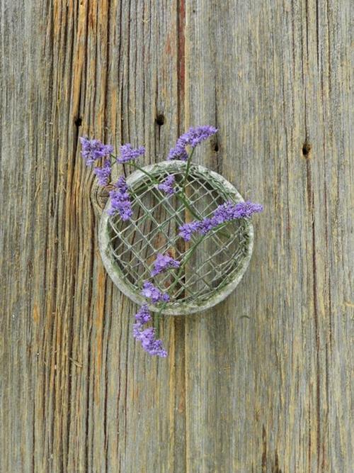CALIFORNIA PURPLE LIMONIUM